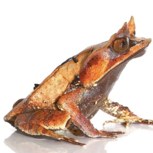malaysian leaf frog for sale