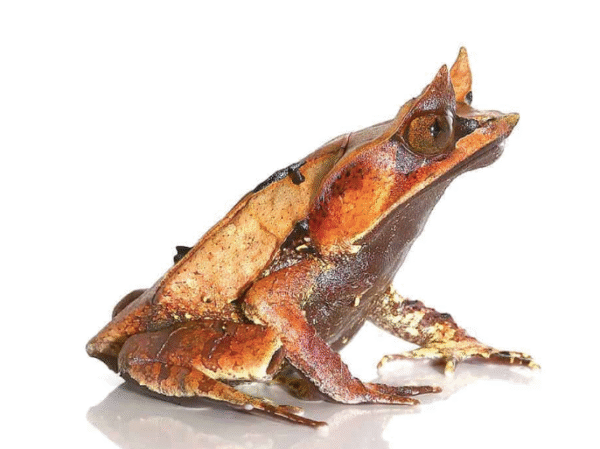 malaysian leaf frog for sale