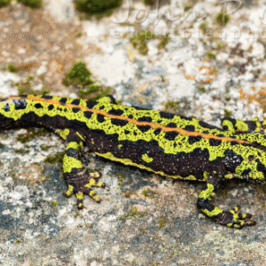 marbled newt for sale