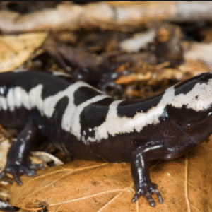 marbled salamander for sale