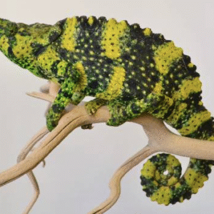 meller’s chameleon for sale