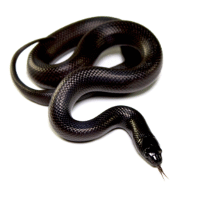mexican black kingsnake for sale