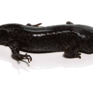 mole salamander for sale
