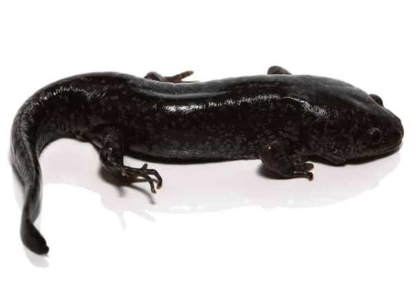 mole salamander for sale