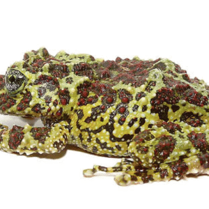 mossy tree frog for sale