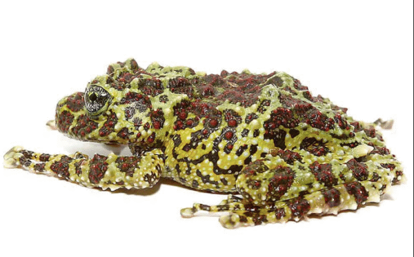 mossy tree frog for sale