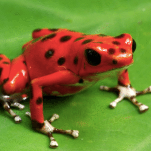 nicaragua strawberry dart frog for sale