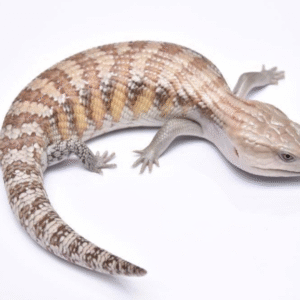 northern blue tongue skink for sale