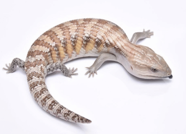 northern blue tongue skink for sale