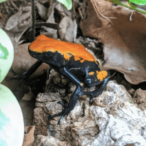 orange splashback dart frog for sale