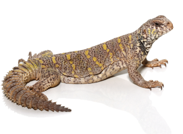 ornate uromastyx for sale