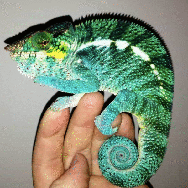 panther chameleon for sale