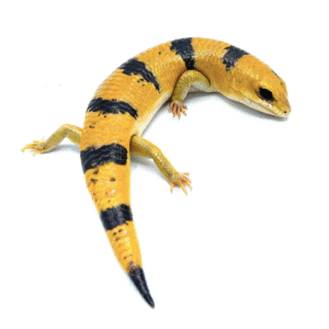 peter’s banded skink for sale