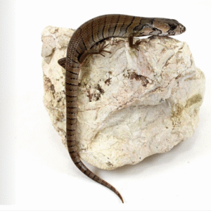pink tongue skink for sale