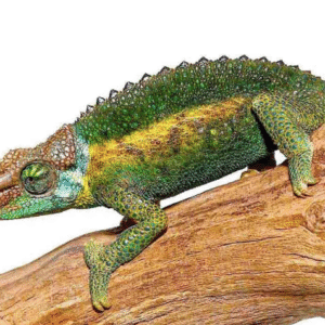 rainbow jackson’s chameleon for sale