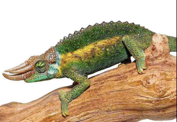 rainbow jackson’s chameleon for sale