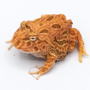 raspberry pacman frog for sale