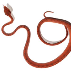 red amazon tree boa for sale