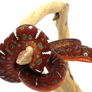 red emerald tree boa for sale