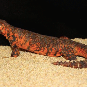 red niger uromastyx for sale