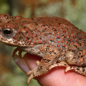 red spotted toad for sale