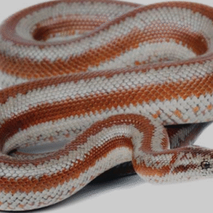 rosy boa for sale