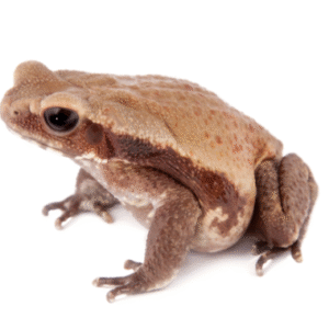smooth sided toad for sale