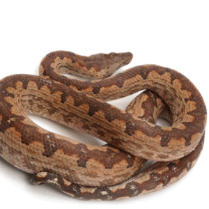 solomon island ground boa for sale