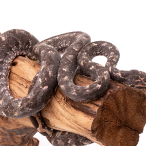 solomon island tree boa for sale