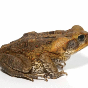 south american giant marine toad for sale