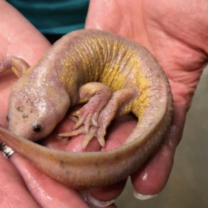 spanish ribbed newt for sale