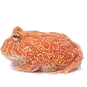 strawberry pineapple pacman frog for sale