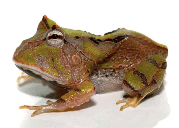 surinam horned frog for sale