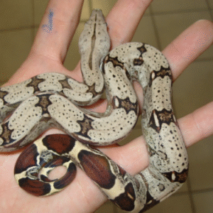 suriname red tail boa for sale