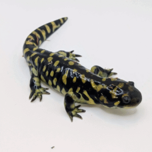 tiger salamander for sale