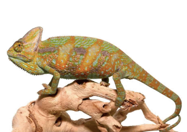 veiled chameleon for sale