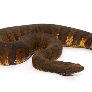 viper boa for sale