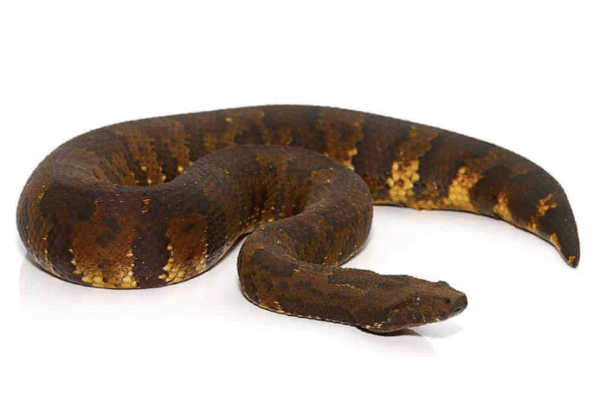 viper boa for sale