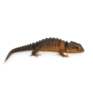 white eyed crocodile skink for sale