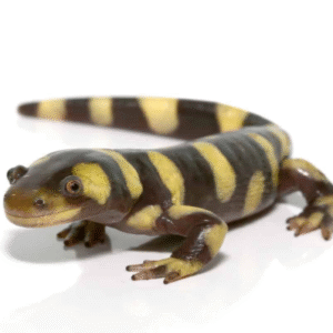 yellow barred tiger salamander for sale
