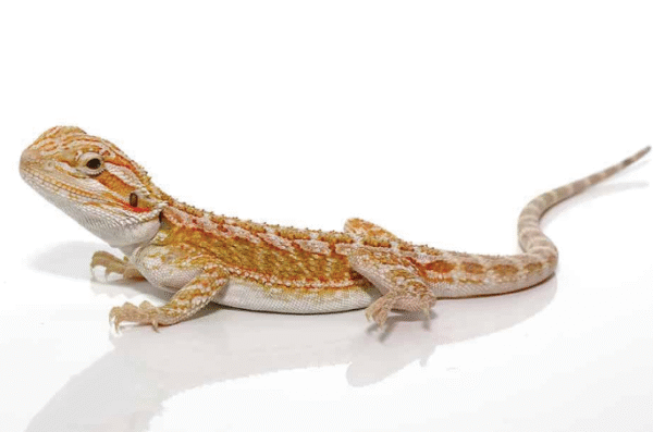 citrus bearded dragon for sale