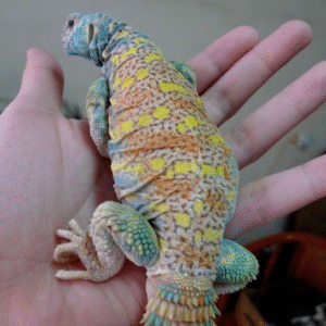 ornate uromastyx for sale